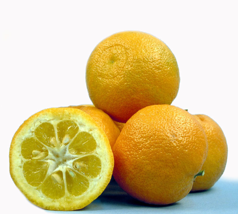 نهال نارنج چینی